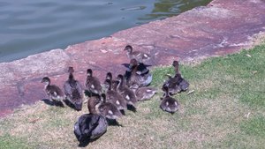 Ducks in the Park