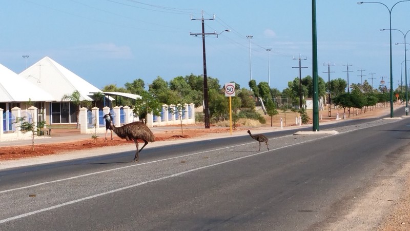 Emu crossing the road! 