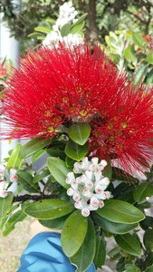 Pohutukawa - NZ native Christmas flower. 