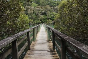 The beautiful bridge on the Waitangu Track