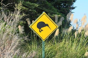 Beware Kiwi about. 