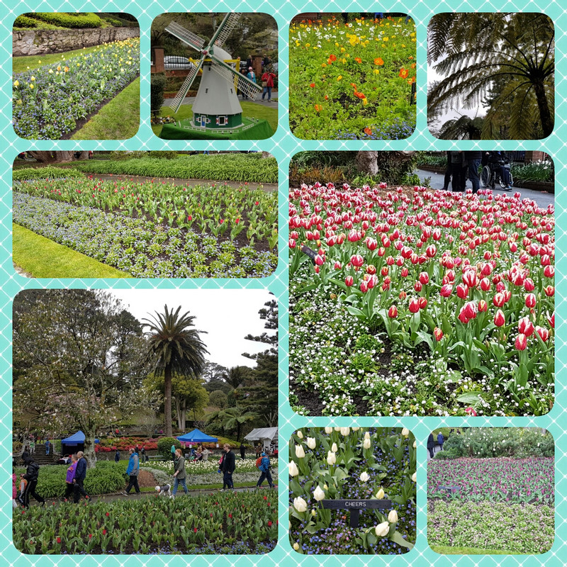 Tulips at the Botanic Gardens