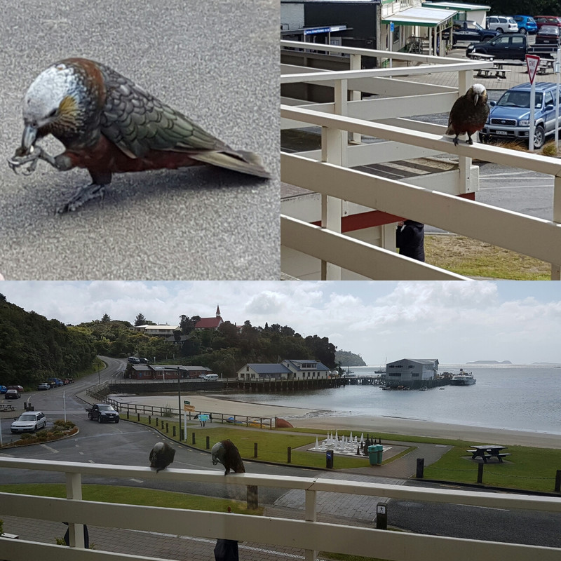 My view from my accommodation in Stewart Island and the very friendly Kaka Birds. 