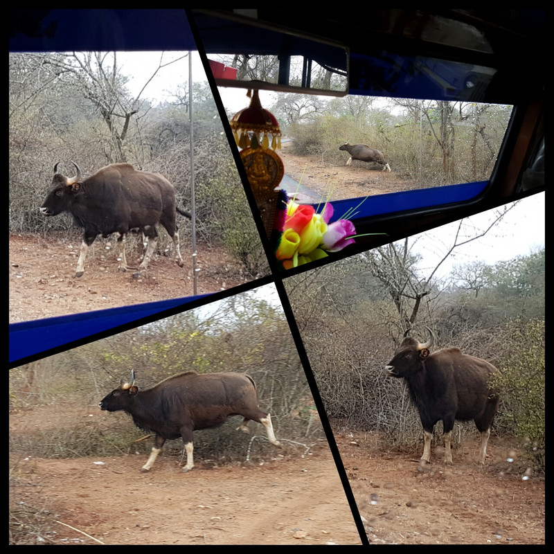 Indian Gaur (Bison) storming across the road, Mudamalai