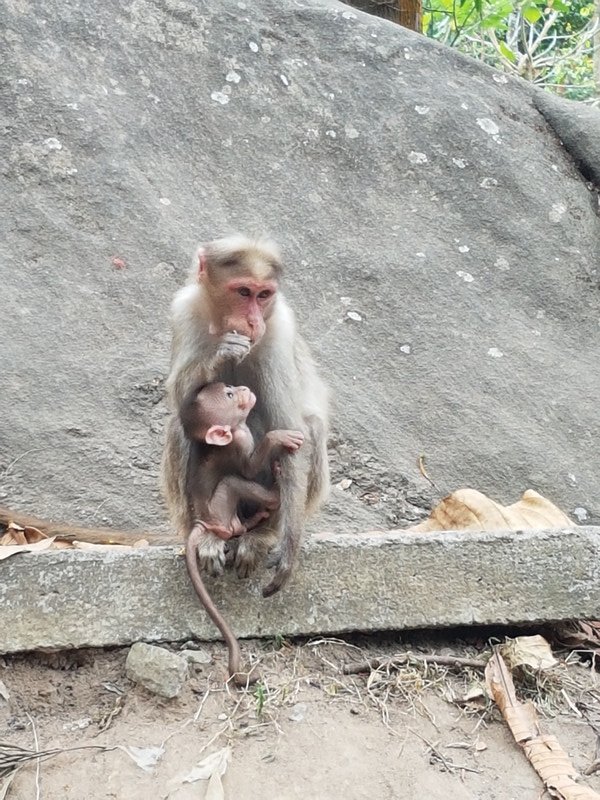 Macau Monkeys