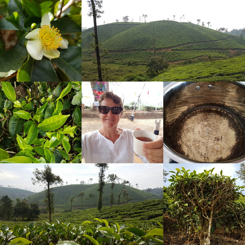 Tea Plantation serving 'Knat's Piss!'