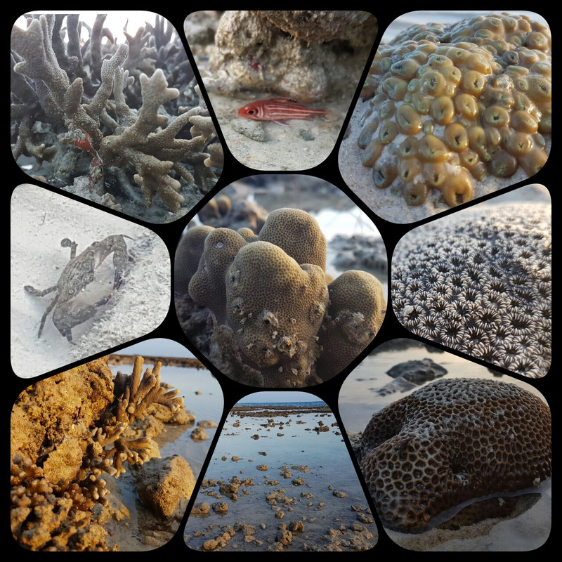 Incredible coral, Koh Ngai