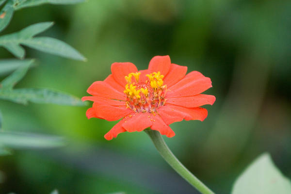 Flor Silvestre