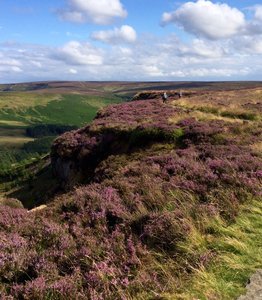 Heather in the Moors