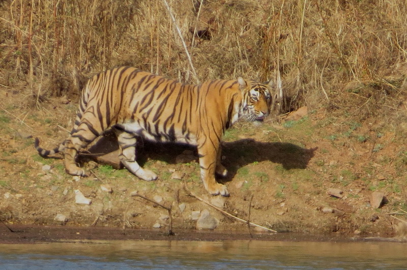 Tiger #2