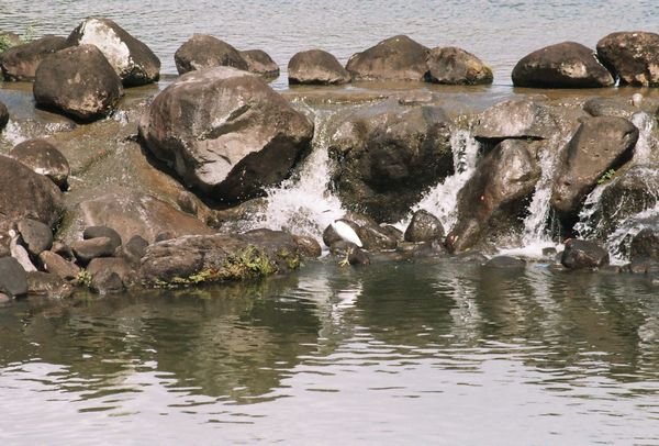 Bird Rock Water