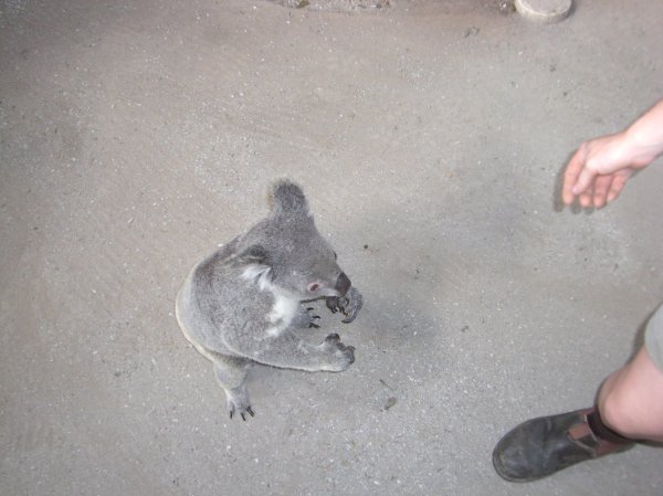 Koala bei Cairns