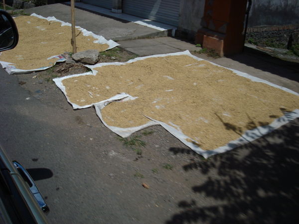 Rice drying along roadside