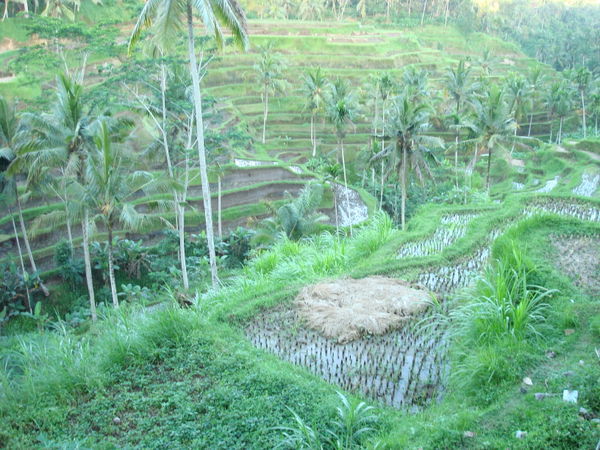 Terraced rice paddies