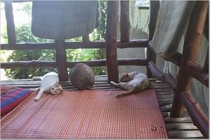 Ko Phi Phi cabin cats