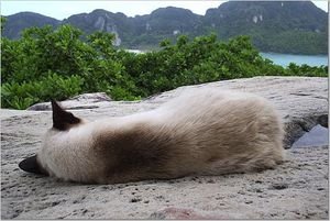 Ko Phi Phi viewpoint cat