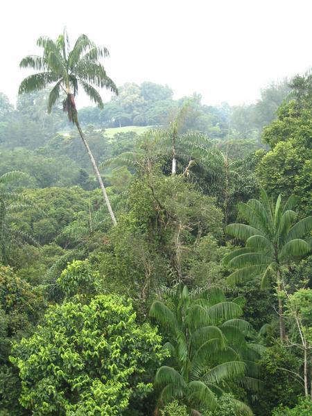 Singapore Rainforest