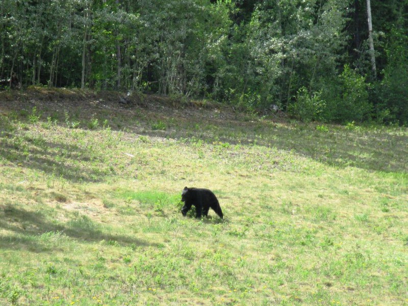 Bear by the road