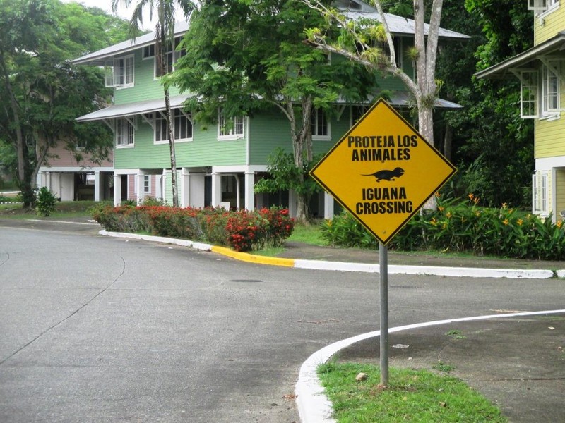 Beware of Iguanas crossing the road