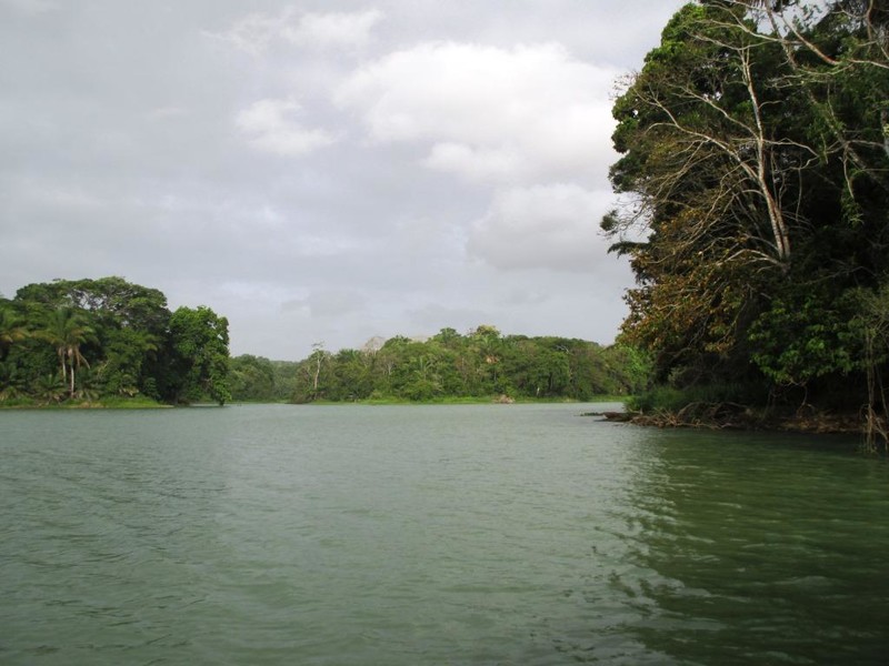 Tropical forrest in lake Gatun
