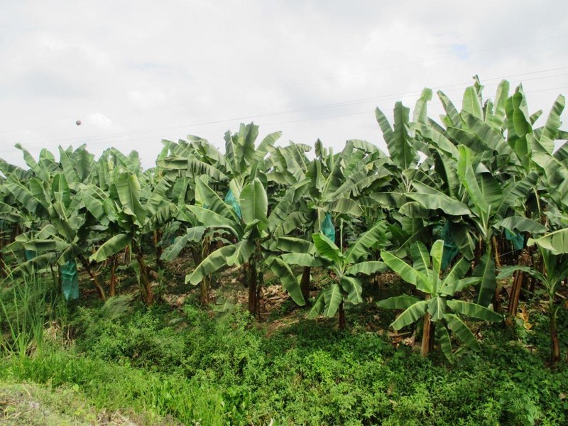 Banana platation near La Troncal
