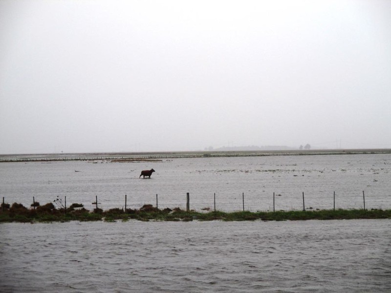 The NW parts of Argentina have gotten so much rain that even the cows are under water