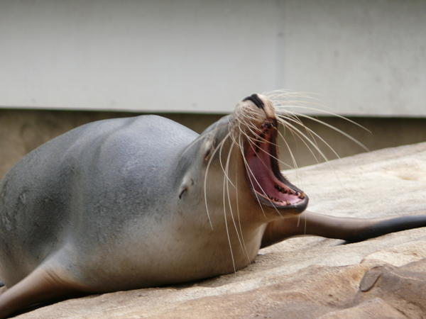 A seal....yawning