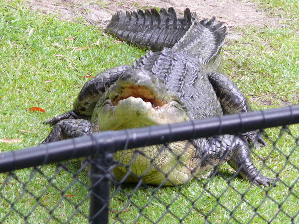 a big croc