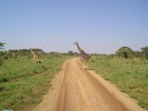 Serengeti  NP