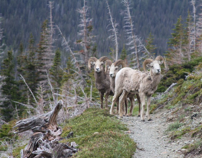Long Horn Sheep Scenic Point Hike Path