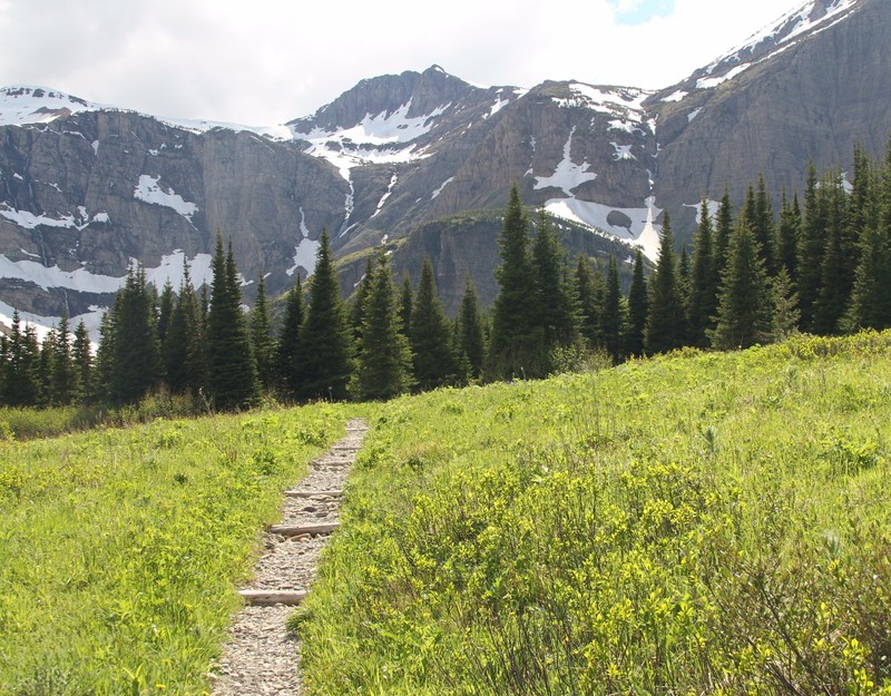 Swiftcurrent Pass Meadow