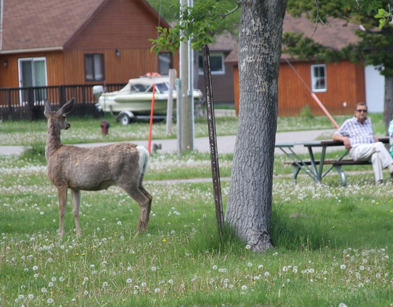 Deer in Waterton townsite