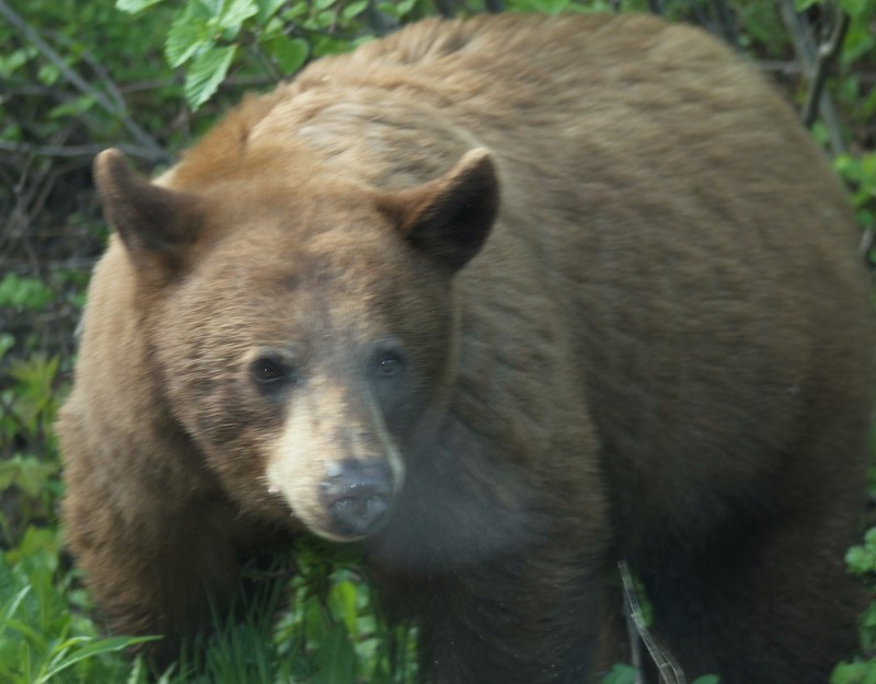 3rd bear - Black or Grizzly - still not sure