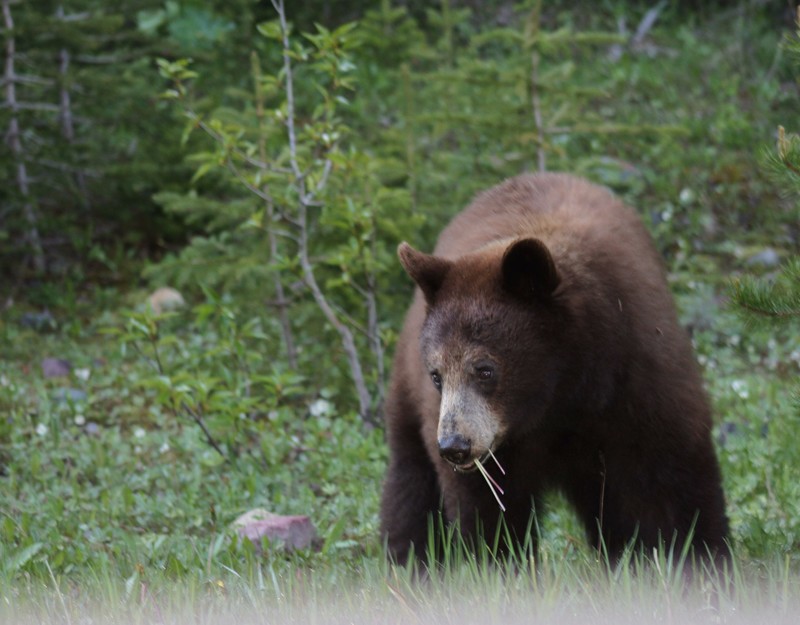 First bear sighting in Waterton