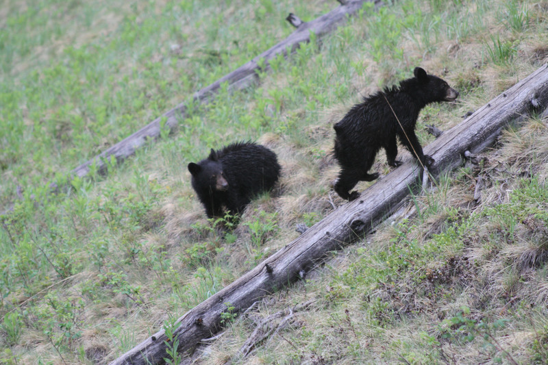Black bears cubs eating