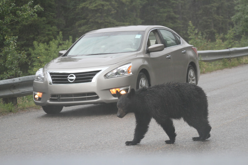 Mother black bear crossing road