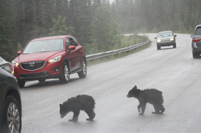Cubs crossing road