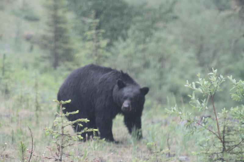 Male black bear approaching