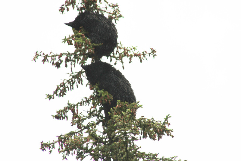 Closeup cubs top of tree
