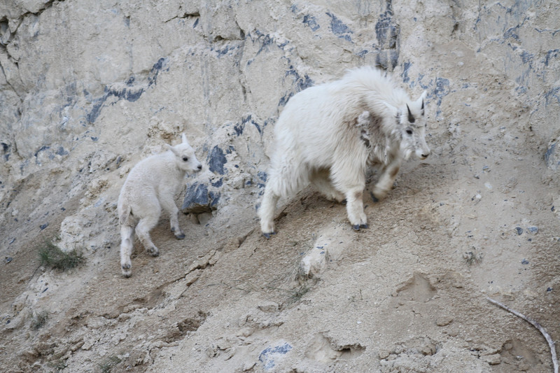 Adult Goat and Child