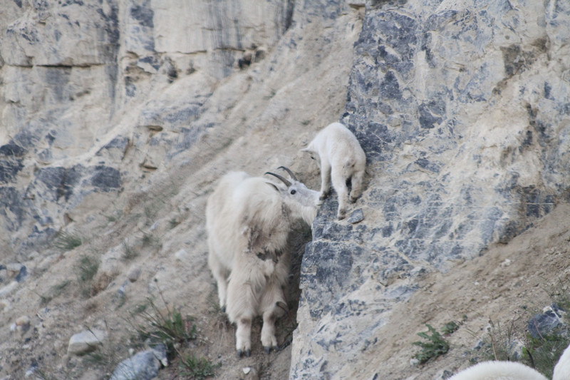 Moutain Goat elder and ewe
