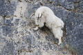 Elder Mountain Goat on cliff face