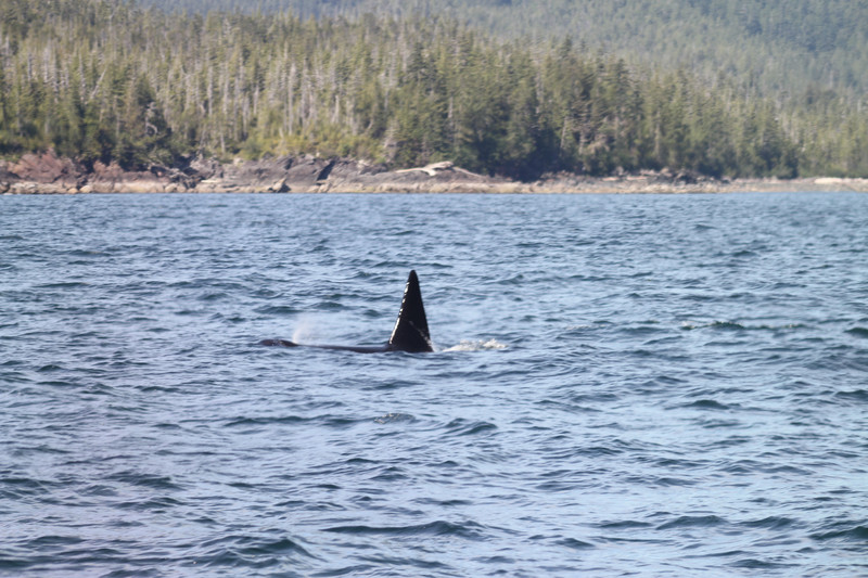 Male Orca fin