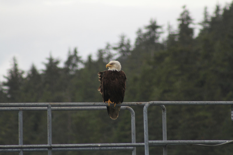 Bald Eagle outside Juneau terminal