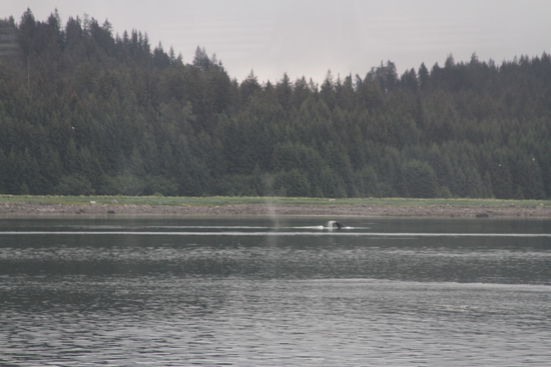 Humpback whale fluke in bay outside our camp