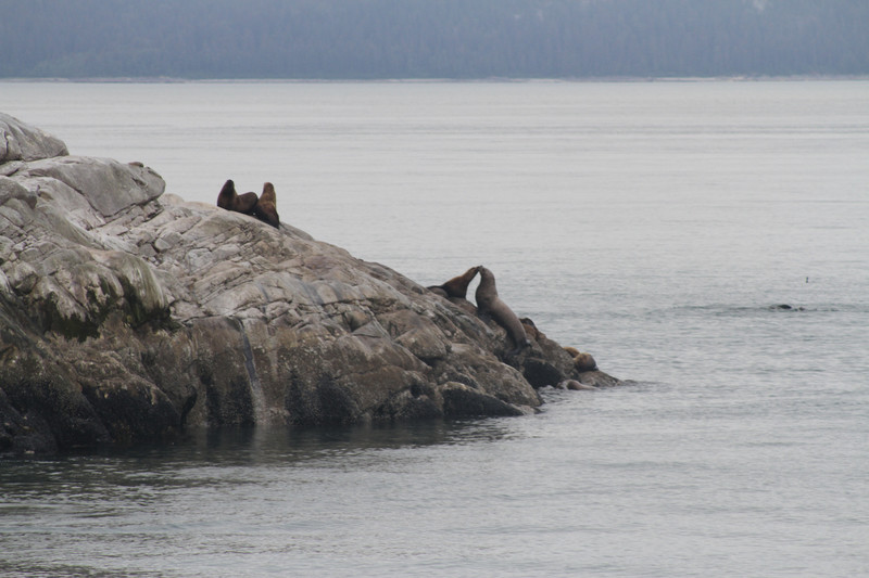 Seals on Rocky Island
