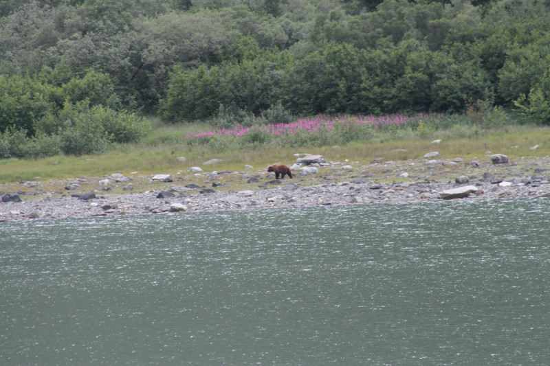 Brown bear on shore with fireweed