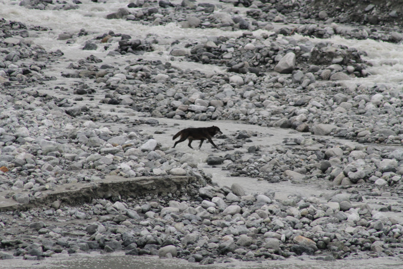 Black wolf crossing glacial river bed