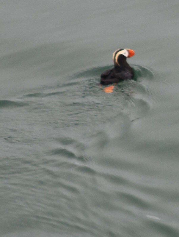 Tufted Puffin Swimming