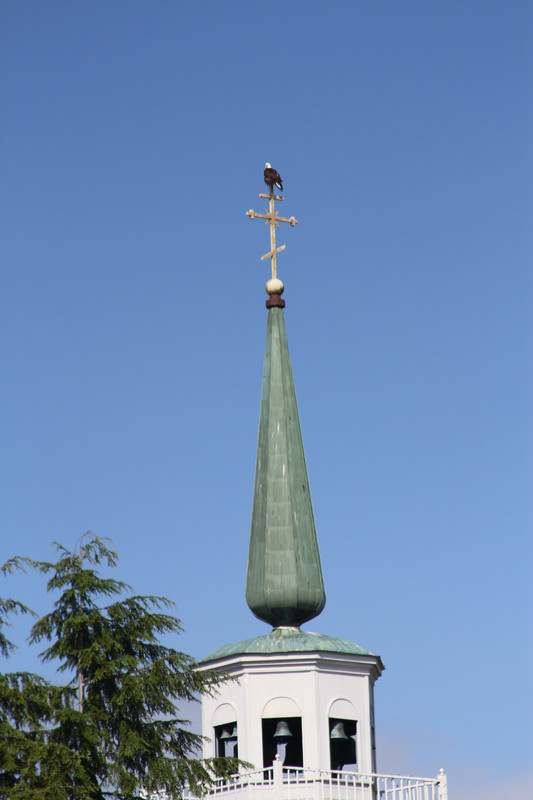 Bald Eagle atop Russian Orthodox steeple